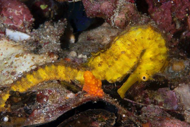 Discover Scuba Diving in Koh Lanta, Thailand
