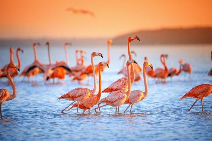 Pink Waters of Las Coloradas, Pink Flamingos and Colonial City of Valladolid,