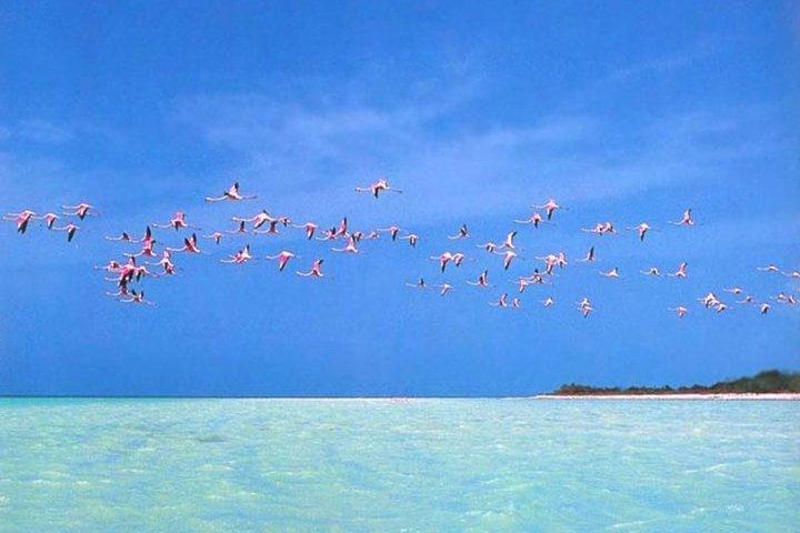 Private Tour To Holbox From Cancun