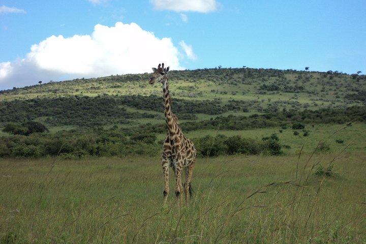 3-Day Budget Masai Mara Safari by Road for Families of 4+