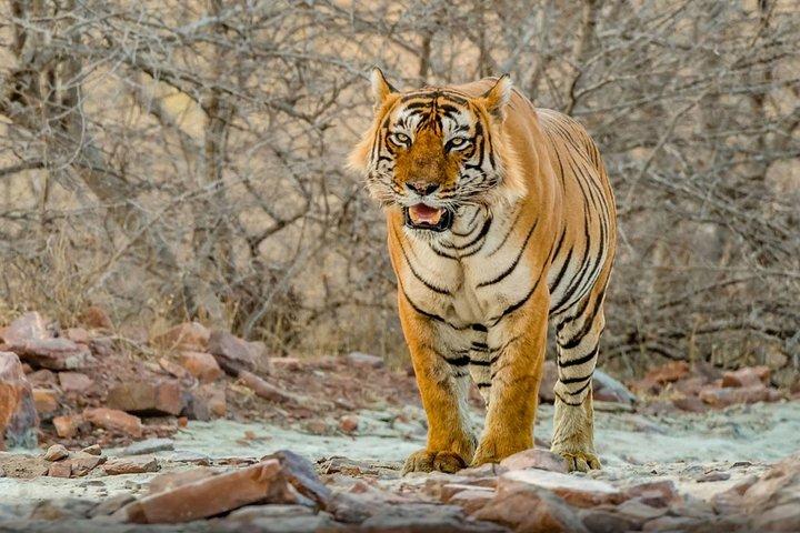 Day Trip to Ranthambore Tiger Safari from Jaipur