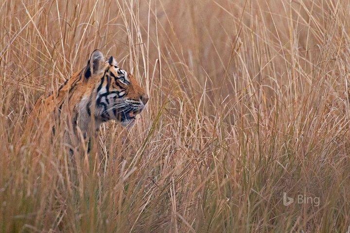 Day Trip to Ranthambore Tiger Safari from Jaipur