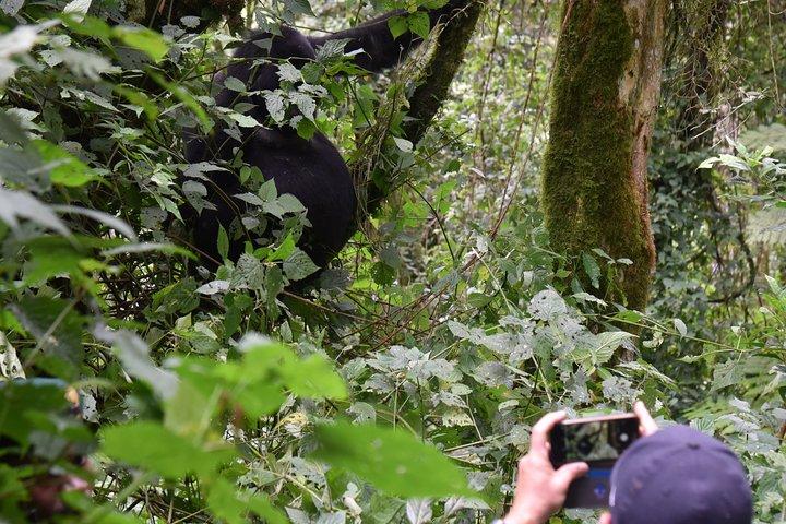 3-Day Gorilla Trekking safari in Bwindi Impenetrable Forest