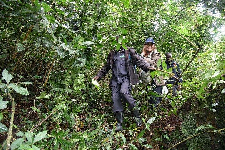 3-Day Gorilla Trekking safari in Bwindi Impenetrable Forest