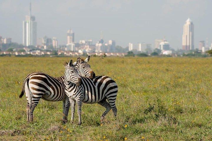 Half Day Nairobi National Park Guided Game Drive with Options