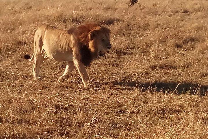 7 Days Safari to Aberdare N/P, lake Nakuru N/P, Maasai Mara N/R, Amboseli N/P
