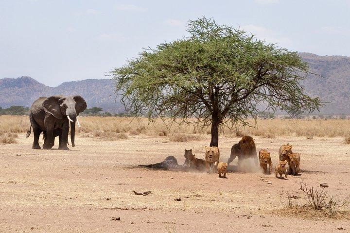 6-Day Serengeti Migration: Private Safari with Mid-range Luxury
