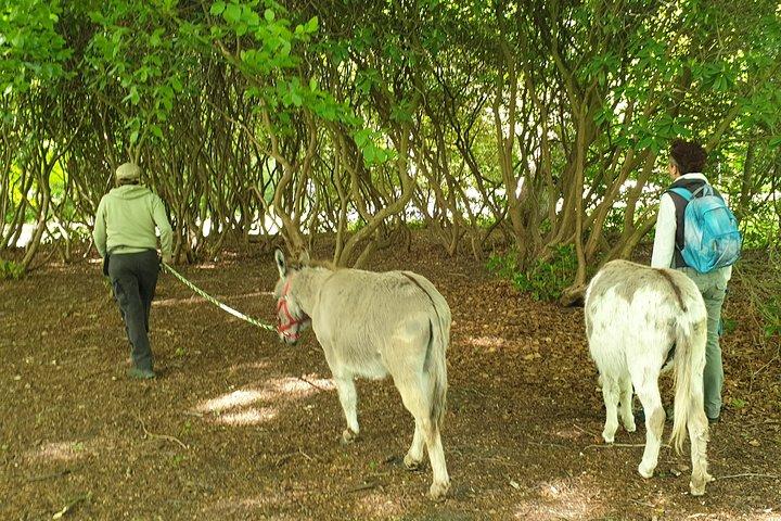Inspirational Nature Walking Tour with Donkeys in The Hague