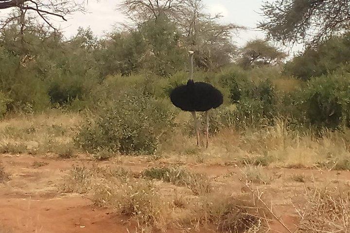 5 Days Safari to Samburu N/R, lake Nakuru N/P, Hells Gate N/P, Lake Naivasha.