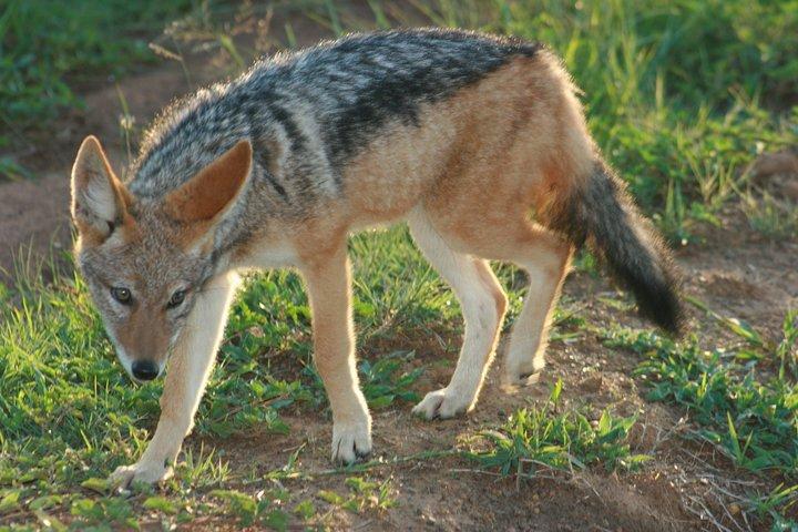 Rietvlei Nature Reserve half-day tour from Pretoria, every TUESDAY