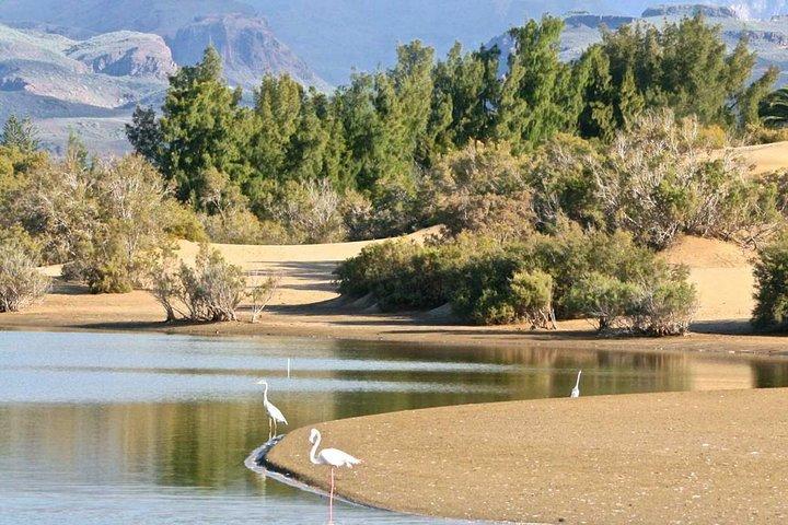 E-Bike CitySightseeing: Maspalomas Dunes, Playa Ingles, Meloneras