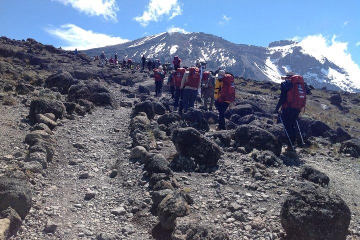 7 days_Mount kilimanjaro Hiking Lemosho Route