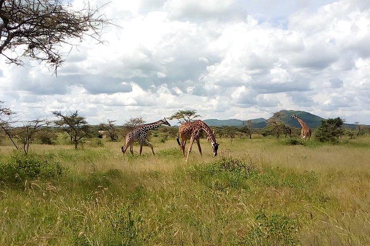 2-Day Tanzania Mid Range Private Safari