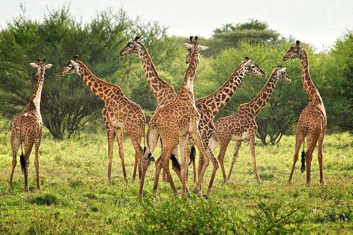 5-Day Lodge Safari Tanzania Tour