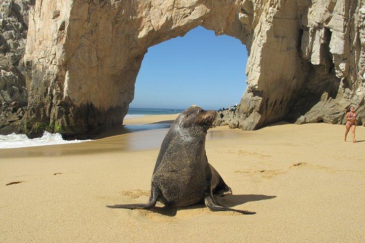 Private Cabo Kayak & Snorkel Adventure to the Arch