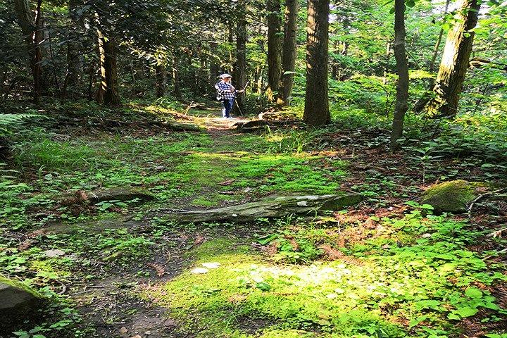 Private Hiking DayTour in Zhangjiajie National Park,Avatar Mountain+Bailong Lift