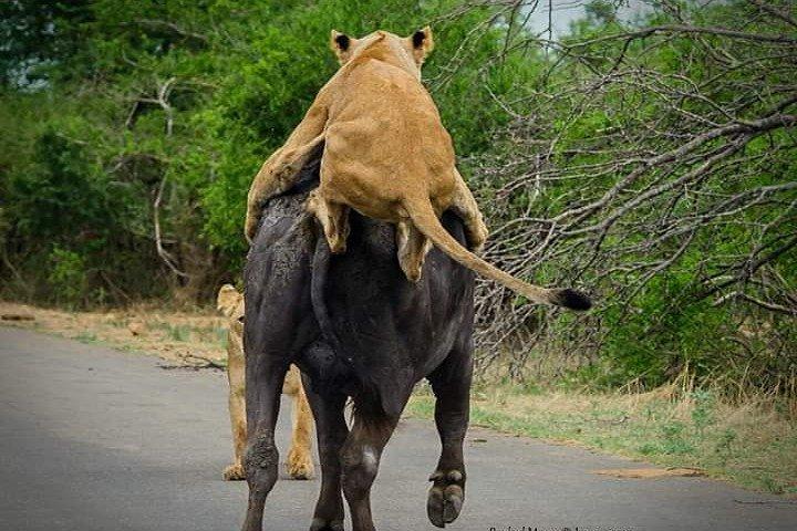 Full-Day Safari in Kruger National Park from Johannesburg
