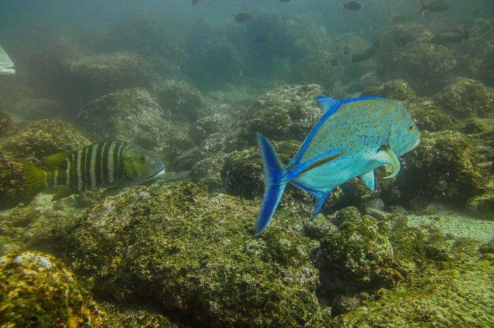 Half-Day Snorkeling Experience in Tamarindo