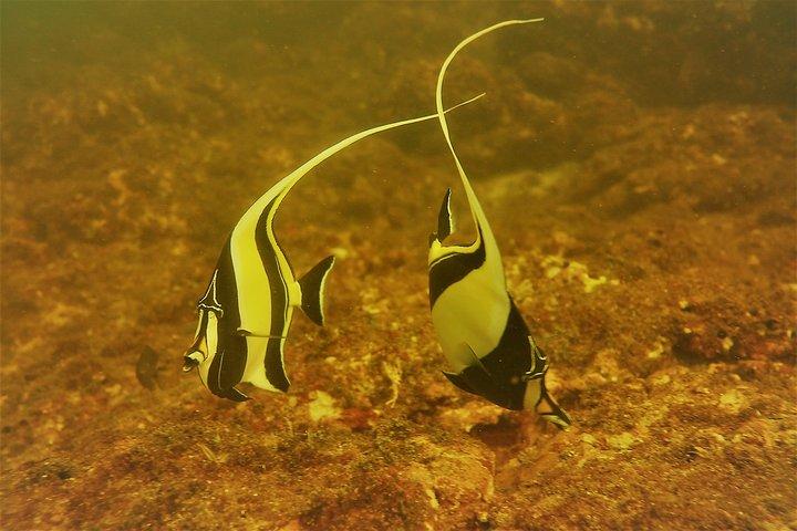 Half-Day Snorkeling Experience in Tamarindo