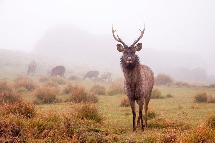 Horton Plains National Park Trekking