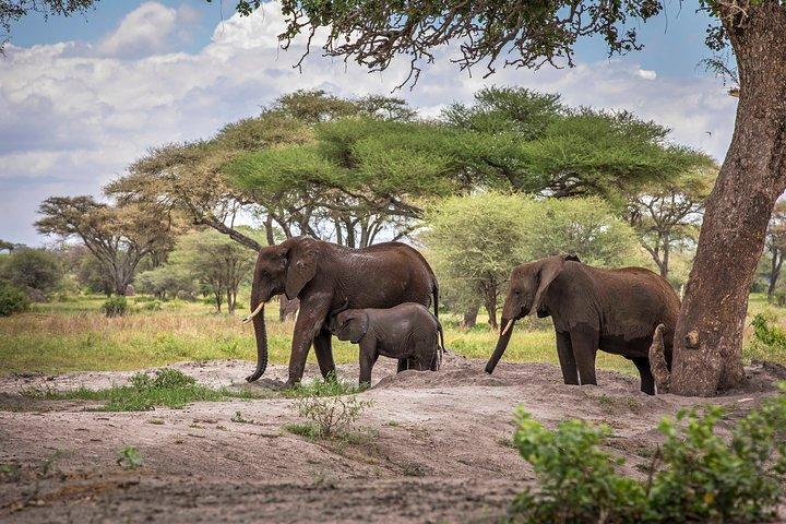 6 Days Private Budget Safari