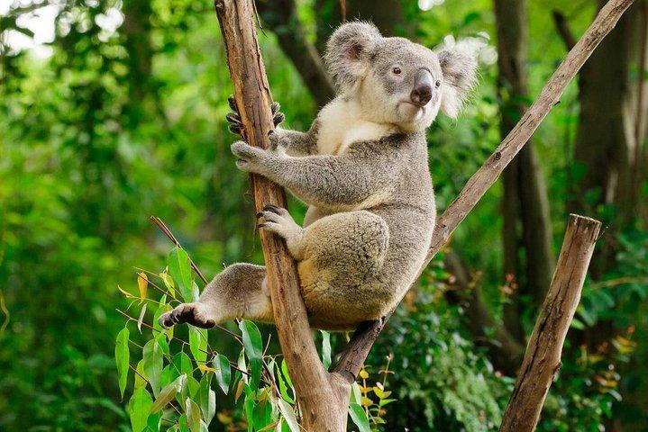 Guangzhou Chimelong Safari Park Private Guided Tour