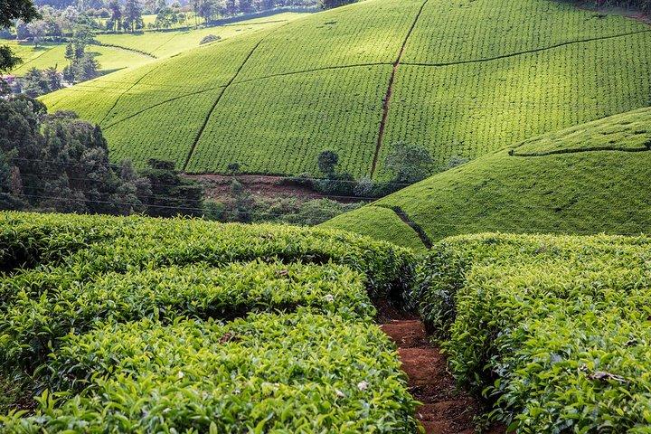 Kiambethu Tea Farm Full-Day Tour from Nairobi with Lunch