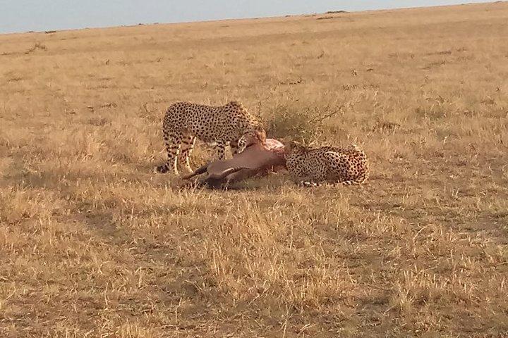 7 Days Safari to Aberdare NP, Nakuru NP, Maasai Mara NR Amboseli NP- Mid range