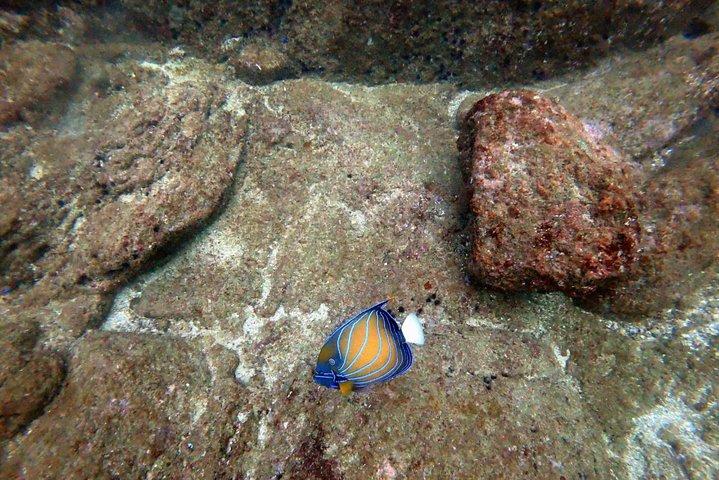 Beginner-Friendly Scuba Diving in Mirissa with Hotel Transfers