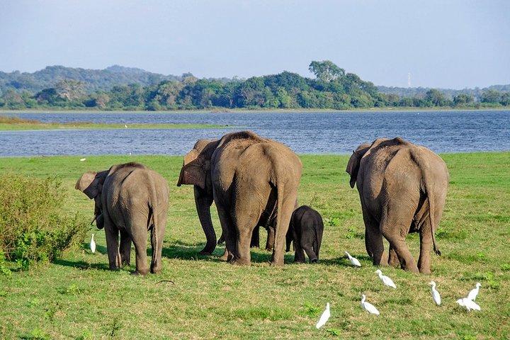2-days Transfer from Colombo to Trincomalee or Nilaveli - Sightseeing Tour