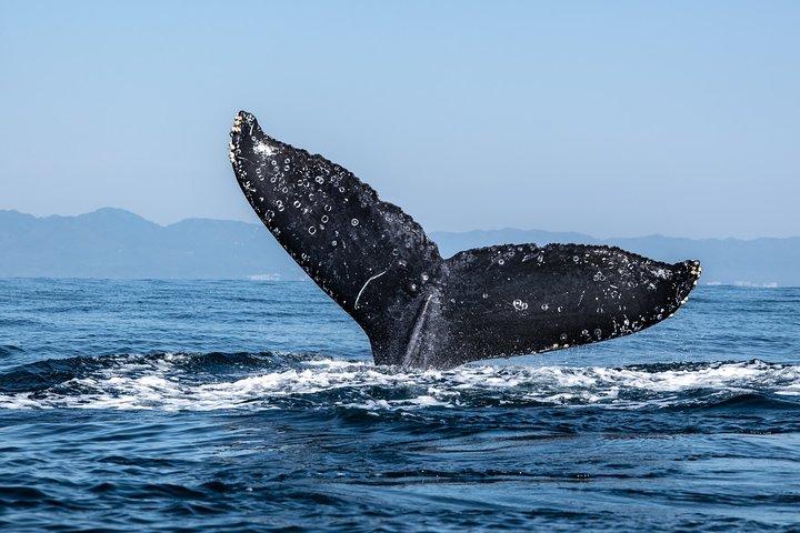 Transport only - 10 Days Private Round Trip in Sri Lanka