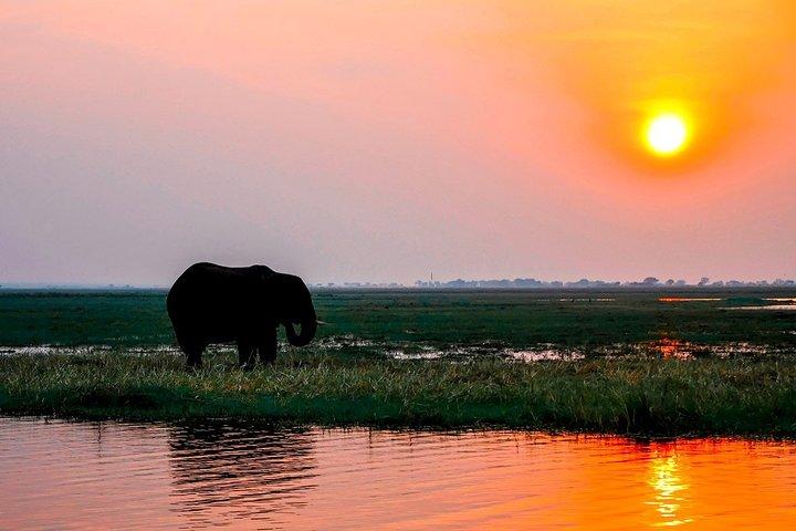 Sunset Cruise Wildlife Watching Experience at Zambezi River