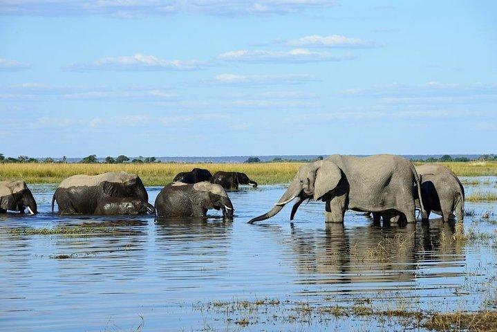 Sunset Cruise Wildlife Watching Experience at Zambezi River