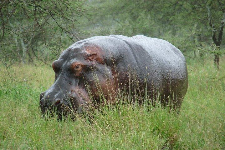 2 Days Lodge safari.