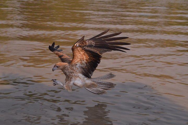 Jumping Crocodile Cruise with lunch