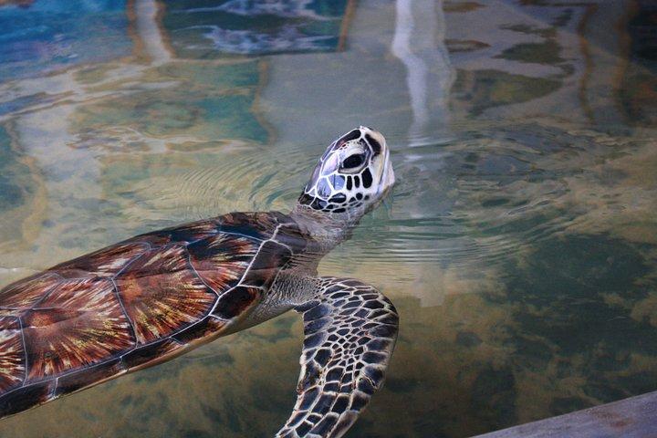 Southern Sri Lanka Sightseeing Day Trip From Colombo & Negombo