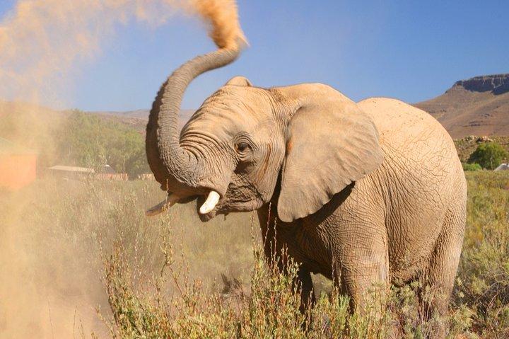 BIG5 private Safari near Cape Town