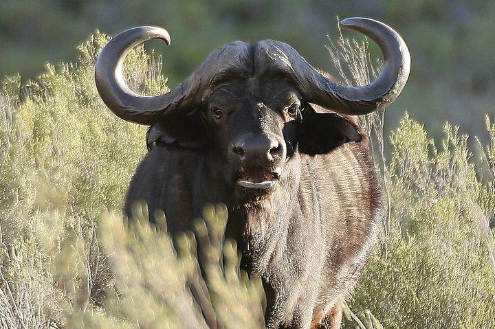 BIG5 private Safari near Cape Town