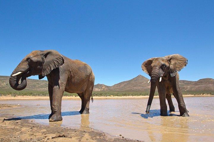 BIG5 private Safari near Cape Town