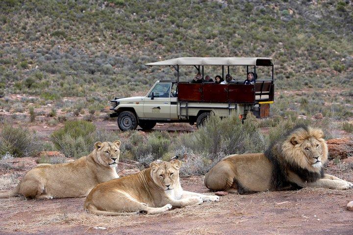 BIG5 private Safari near Cape Town
