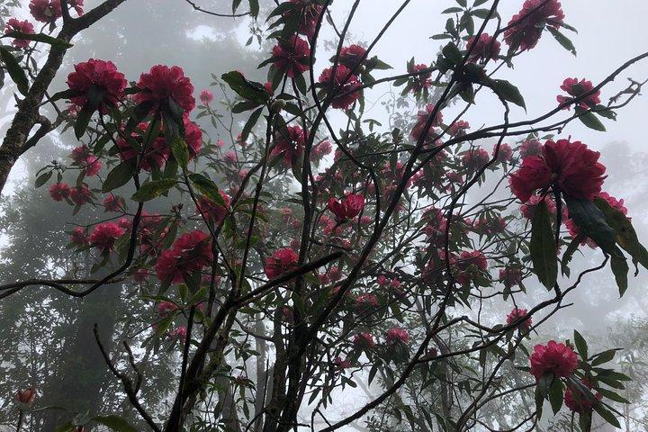 Hiking Fansipan in 1 day