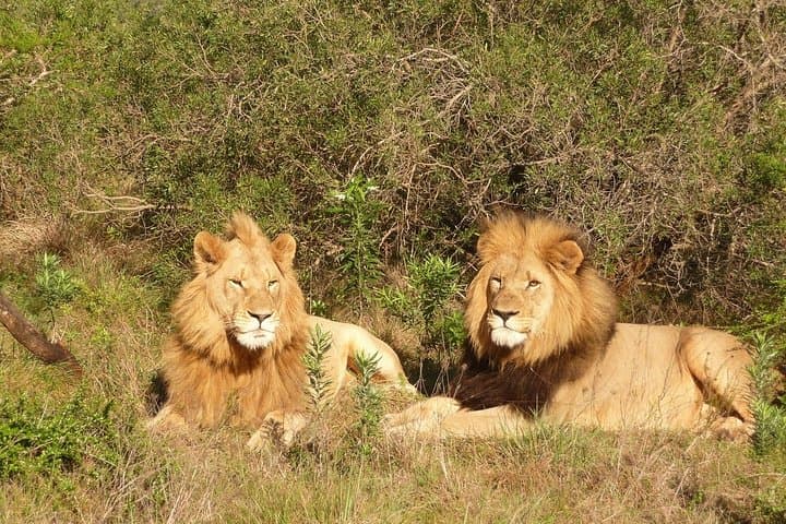 Private return transfers from Cape Town to Sanbona Wildlife Reserve
