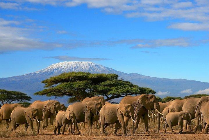 3 Days Amboseli National Park-Lodge Safari with Private 4x4 JEEP