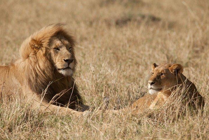6 Days Masai Mara-Nakuru-Amboseli - Lodge Safari-Private 4X4 JEEP