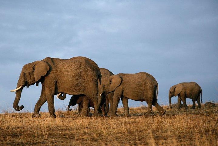6 Days Masai Mara-Nakuru-Amboseli - Lodge Safari-Private 4X4 JEEP