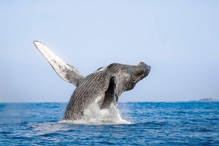 Luxury Catamaran Whale Watching Cabo San Lucas