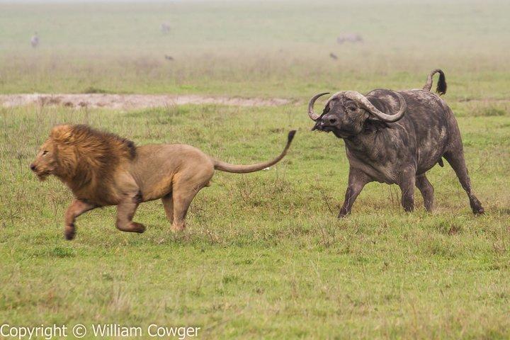 Tanzania 3-Day Private Safari with Full Board