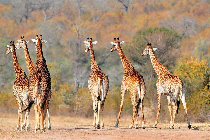 Tanzania 3-Day Private Safari with Full Board