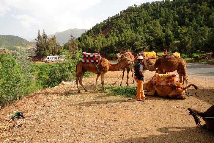Marrakech: High Atlas Mountains Day Trip & Waterfall Tour