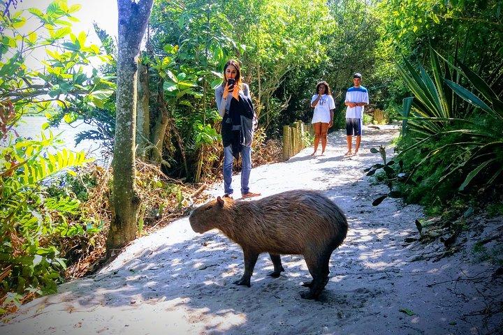 Rio Nature Secrets - The Eco Citytour (small group or private)